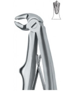 Molars 6